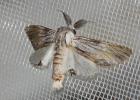 Dragon (Le) Harpyia milhauseri (Fabricius, 1775)