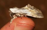 Dragon (Le) Harpyia milhauseri (Fabricius, 1775)
