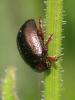  Chrysolina bankii (Fabricius, 1775)