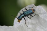  Clanoptilus geniculatus (Germar, 1824)