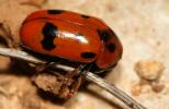  Clytra atraphaxidis (Pallas, 1773)