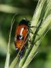  Clytra laeviuscula Ratzeburg, 1837