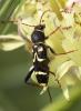  Clytus rhamni Germar, 1817