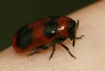  Coptocephala Chevrolat, 1836