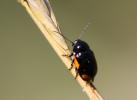  Cryptocephalus moraei (Linnaeus, 1758)
