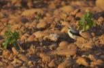 Traquet motteux Oenanthe oenanthe (Linnaeus, 1758)