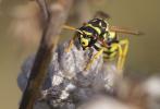 Polistes gallicus (Linnaeus, 1767)