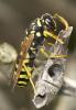  Polistes gallicus (Linnaeus, 1767)