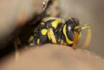 Guêpe poliste Polistes dominula (Christ, 1791)