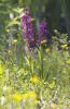 Orchis à fleurs lâches Anacamptis laxiflora (Lam.) R.M.Bateman, Pridgeon & M.W.Chase, 1997