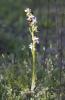 Ophrys Araignée, Ophrys en forme d'araignée, Ophry Ophrys arachnitiformis Gren. & M.Philippe, 1860