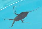 Nèpe cendrée, Nèpe rousse, Scorpion d'eau, Punaise Nepa cinerea Linnaeus, 1758