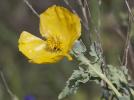Glaucière jaune, Pavot jaune des sables Glaucium flavum Crantz, 1763