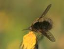  Bombylius trichurus Pallas, 1818