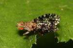  Trypetoptera punctulata (Scopoli, 1763)