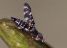  Plioreocepta poeciloptera (Schrank, 1776)