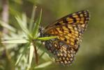 Mélitée du Mélampyre (La), Damier Athalie (Le) Melitaea athalia (Rottemburg, 1775)