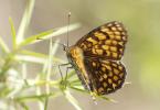 Mélitée du Mélampyre (La), Damier Athalie (Le) Melitaea athalia (Rottemburg, 1775)