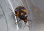  Deraeocoris schach (Fabricius, 1781)