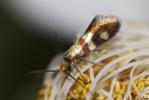  Micropterix aglaella (Duponchel, 1840)