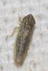 Arocephalus longiceps (Kirschbaum, 1868)