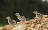 Perdrix rouge Alectoris rufa (Linnaeus, 1758)