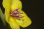 Molène sinuée Verbascum sinuatum L., 1753