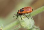 Gendarme, Pyrrhocore, Soldat, Suisse Pyrrhocoris apterus (Linnaeus, 1758)
