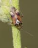  Lygus pratensis (Linnaeus, 1758)