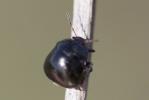 Punaise cuirasse Coptosoma scutellatum (Geoffroy, 1785)