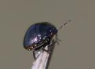 Punaise cuirasse Coptosoma scutellatum (Geoffroy, 1785)