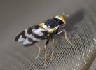  Urophora quadrifasciata (Meigen, 1826)