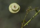 Luzerne orbiculaire Medicago orbicularis (L.) Bartal., 1776