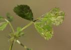 Luzerne orbiculaire Medicago orbicularis (L.) Bartal., 1776