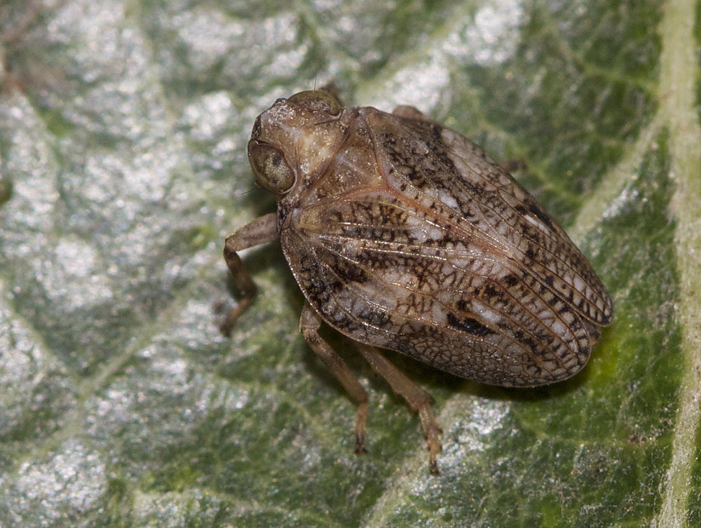 Isside commun Issus coleoptratus (Fabricius, 1781)