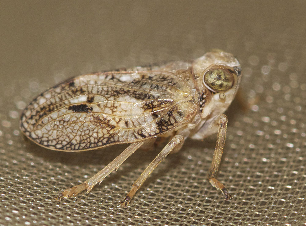 Isside commun Issus coleoptratus (Fabricius, 1781)
