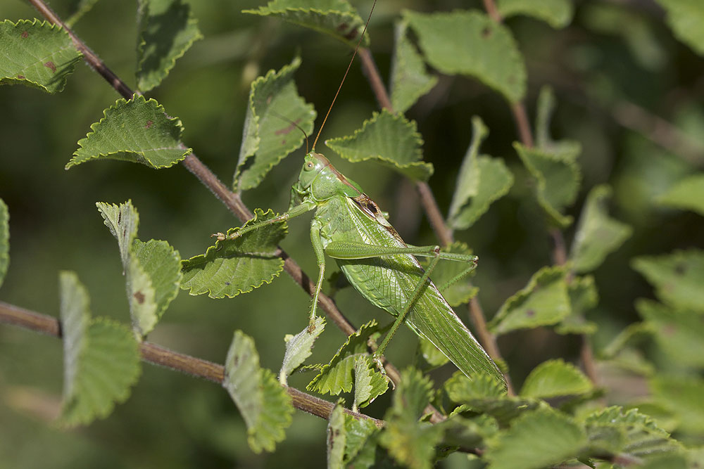 Grande Sauterelle verte, Sauterelle verte (des pré Tettigonia viridissima (Linnaeus, 1758)