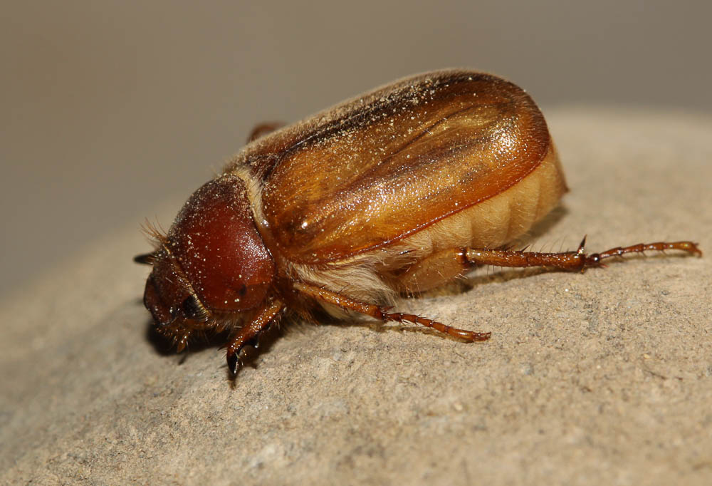 Hanneton européen Amphimallon majale (Razoumowsky, 1789)