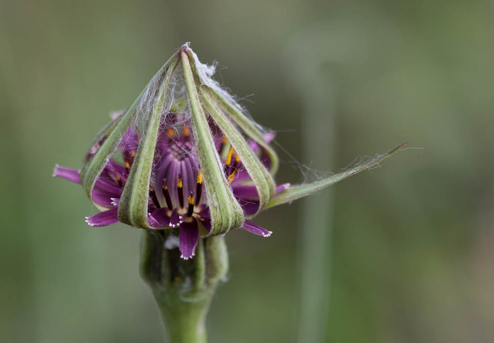 Salsifis du Midi Tragopogon porrifolius subsp. porrifolius L., 1753