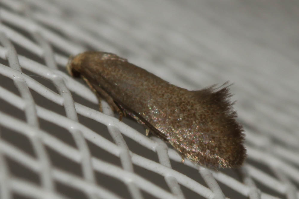  Elachista pigerella (Herrich-Schäffer, 1854)