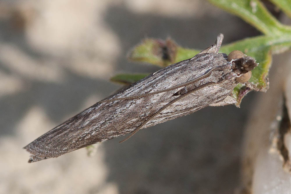 Epischnia prodromella (Hübner, 1799)