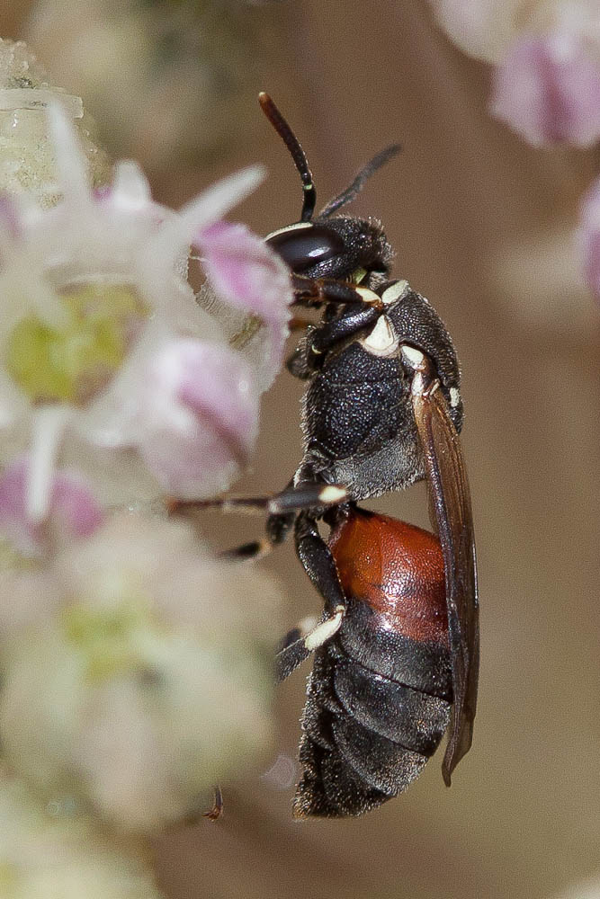 Hylaeus variegatus (Fabricius, 1798)