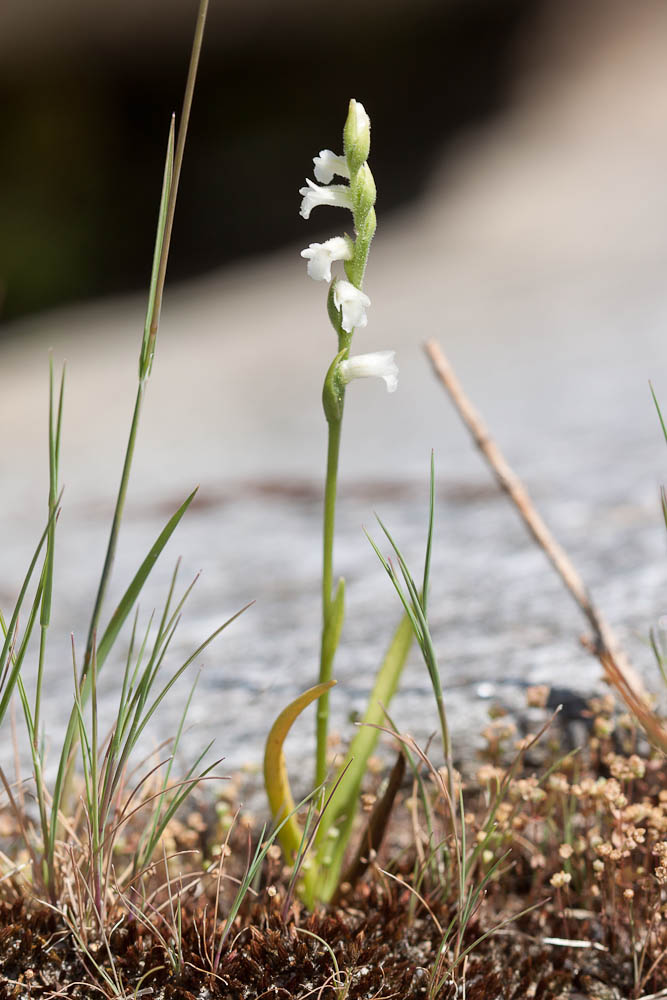 Spiranthe d'été Spiranthes aestivalis (Poir.) Rich., 1817