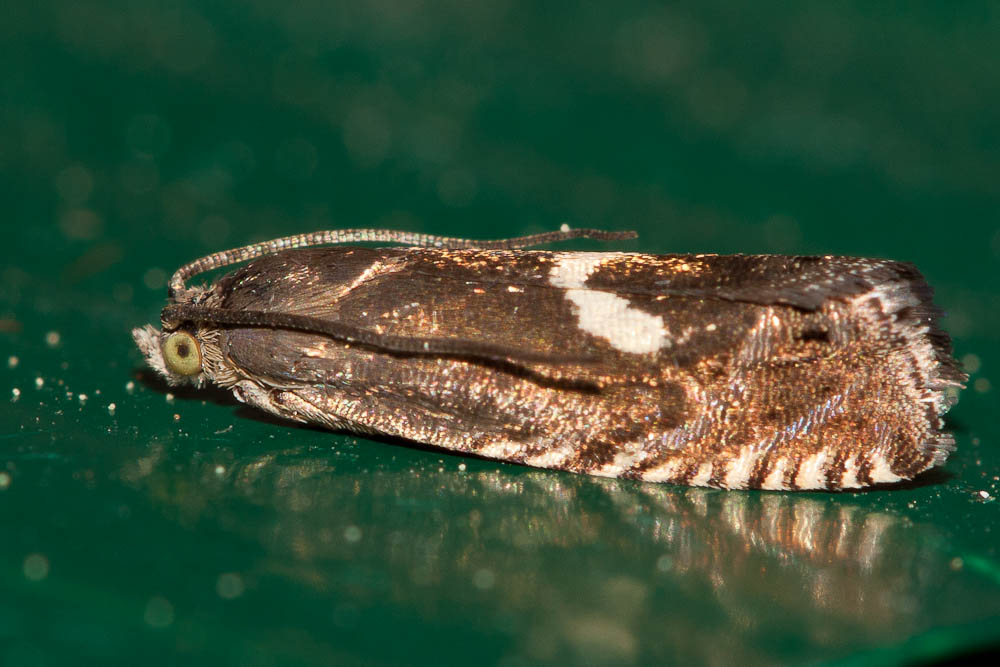  Grapholita lunulana (Denis & Schiffermüller, 1775)