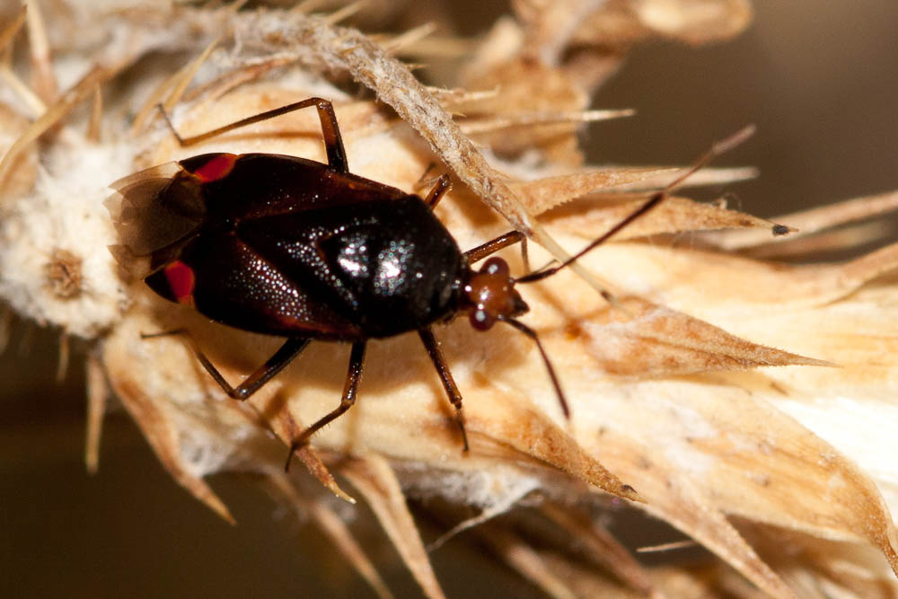  Deraeocoris ruber (Linnaeus, 1758)