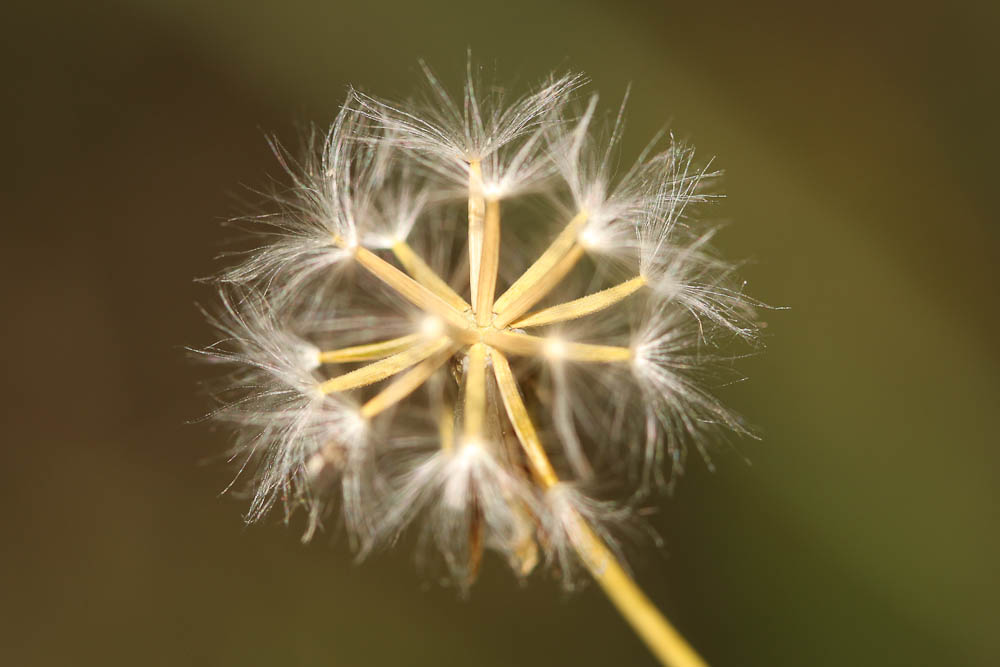 Crépide élégante, Crépide jolie Crepis pulchra L., 1753