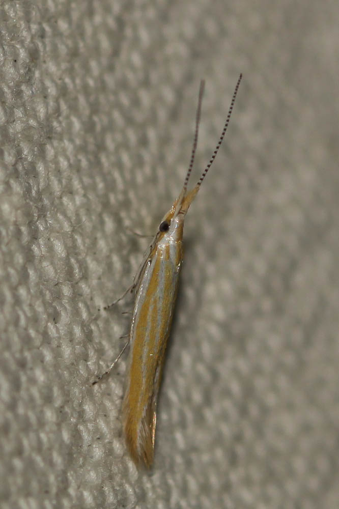 Coleophora flaviella Mann, 1857