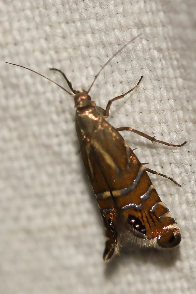 Glyphipterix thrasonella (Scopoli, 1763)