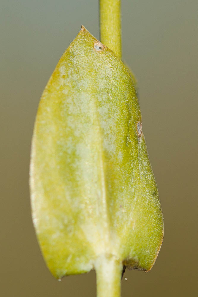 Centaurée jaune tardive, Blackstonie acuminée Blackstonia acuminata (W.D.J.Koch & Ziz) Domin, 1933