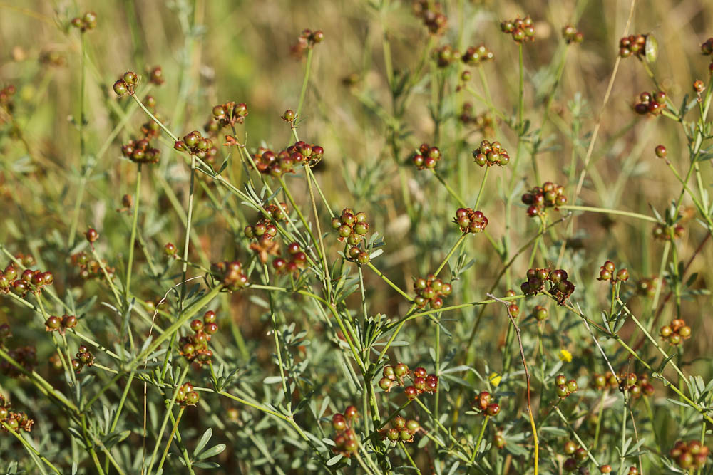 Dorycnium grêle Dorycnium pentaphyllum subsp. gracile (Jord.) Rouy, 1899
